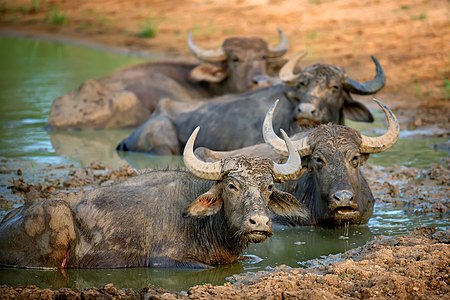 Buffalo in dirt in Yala National Park