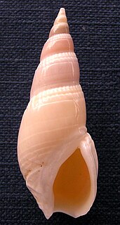 <i>Bullia vittata</i> species of mollusc