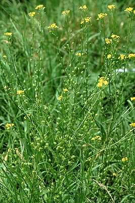 Vagens serrilhadas orientais (Bunias orientalis)