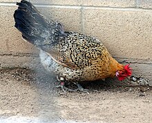 Buttercup Chicken1.jpg