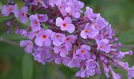 Buddleja davidii — Буддлея Давида