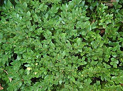 Buxus 'Green Velvet' Plant 2700px.jpg