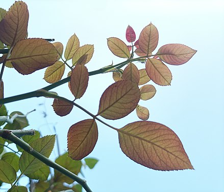 An autumn foliage in India