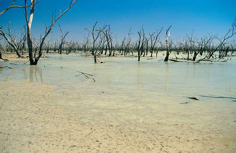 File:CSIRO ScienceImage 4108 Dead trees in the Barrenbox Swamp near Griffith NSW 1997.jpg