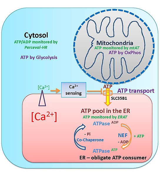 Ca2+-antagonized transport into the endoplasmic reticulum (CaATiER) model