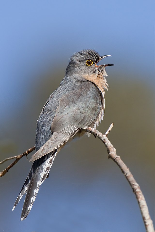 Fan-tailed Cuckoo