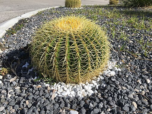 Cactus tree in Rome