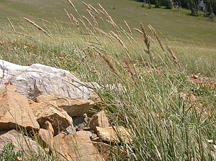 Calamagrostis purpurascens.jpg