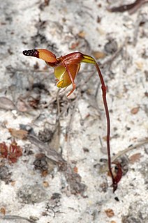 <i>Caleana brockmanii</i> Species of flowering plant