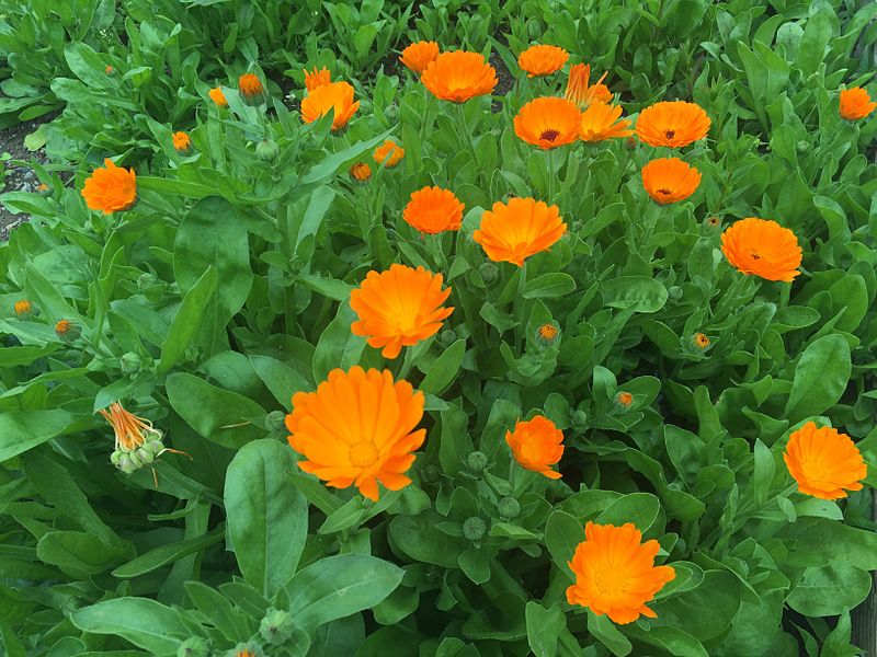 File:Calendula officinalis, pot marigold.JPG