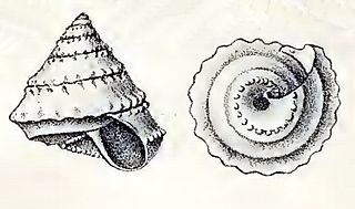 <i>Calliotropis lissocona</i> species of mollusc