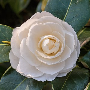 Camellia × williamsii 'Jury's Yellow'. 31-03-2020 (d.j.b.) 02