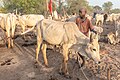 Campamento de ganado de la tribu Mundari, Terekeka, Sudán del Sur, 2024-01-29, DD 55