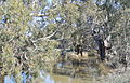 English: The Loddon River at Canary island, Victoria