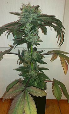 Cannabis sativa subsp indica.jpg