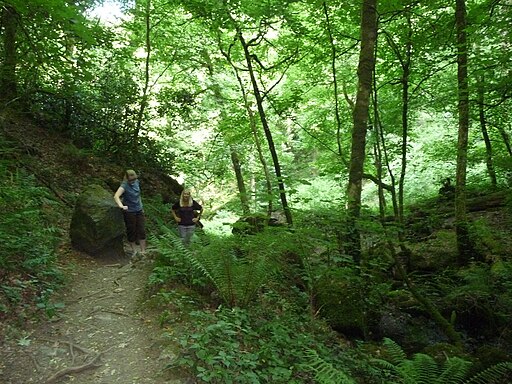 Canonteign Falls , Path up the Hill - geograph.org.uk - 1941137