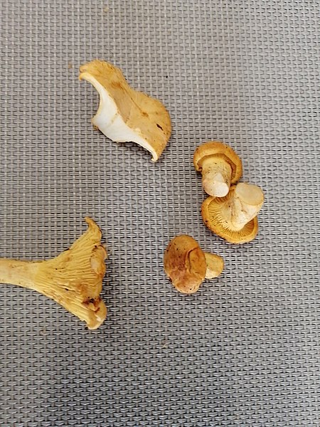 File:Cantharellus cibarius 85604729.jpg