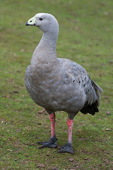The IBA is an important area for Cape Barren geese Cape Barren Goose.jpg
