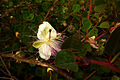 Tapenera della Sierra Minera (Capparis zoharyi).