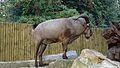 Ménagerie du jardin des plantes de Paris (France)