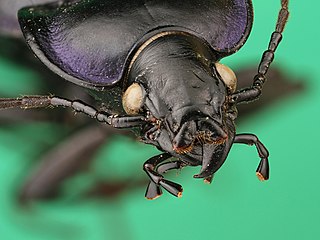 <i>Carabus finitimus</i> Species of beetle