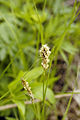 Carex sartwellii.jpg
