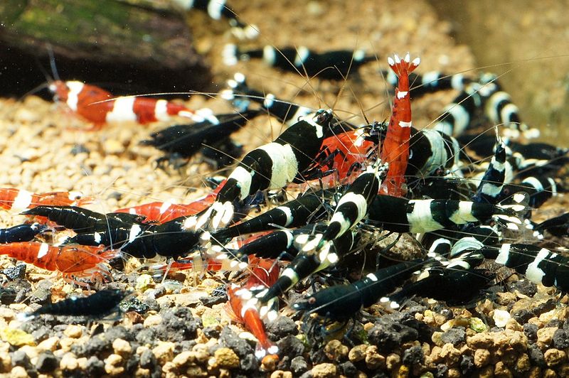 File:Caridina-cf-cantonensis-taiwanbees-group.jpg