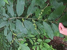 Leaves and immature nuts of Allegheny chinquapin. Castanea pumila leaves and seeds.jpg