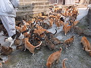 Gatos esperando alimento dos moradores no porto.