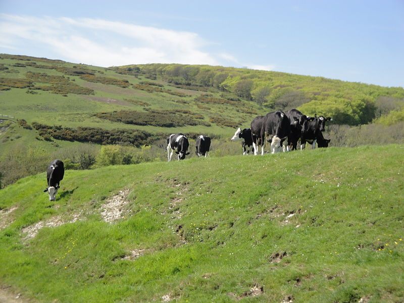 File:Cattle grazing on Brook Down.JPG