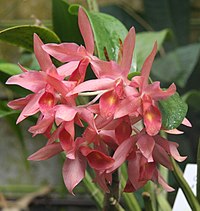 Guarianthe aurantiaca - Wikipedia, la enciclopedia libre