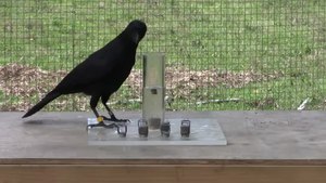 File:Causal understanding of water displacement by a crow.webm