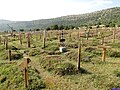 Thumbnail for File:Cementerio de Sad Hill (40059418793).jpg