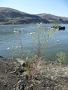 Centaurea diffusa next to the Columbia River, Douglas County Washington Centaurea diffusa 5.jpg