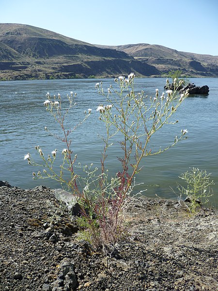 File:Centaurea diffusa 5.jpg