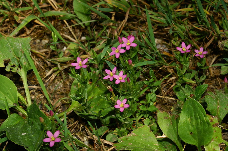 File:Centaurium pulchellum pg1.JPG