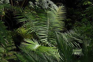 <i>Ceratozamia mexicana</i> Species of cycad