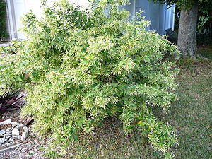 Cestrum nocturnum on bush.jpg