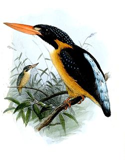 Buru dwarf kingfisher Species of bird