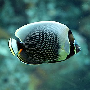 Bildbeschreibung Chaetodon reticulatus von OpenCage.jpg.