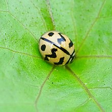 Cheilomenes sexmaculata, божья коровка 10.jpg