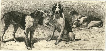 Le chenil de Meudon, les chiens du Prince Napoléon.