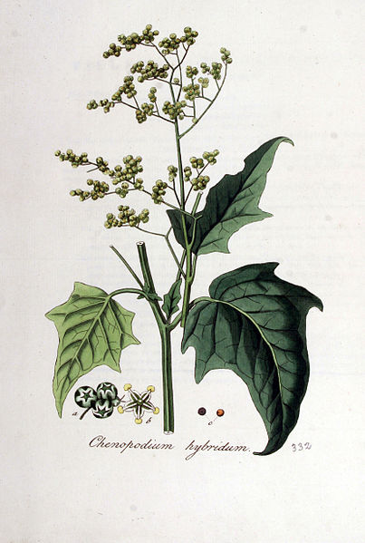 File:Chenopodium hybridum — Flora Batava — Volume v5.jpg