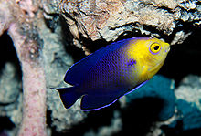 Blauer Zwergkaiserfisch (C. argi)