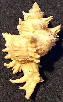 Chicoreus Austramosus B.jpg