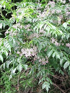 Meliaceae Family of flowering plants comprising the chinaberry tree