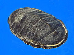 Chiton magnificus.