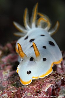 Chromodoris Orientalis (6938292348).jpg