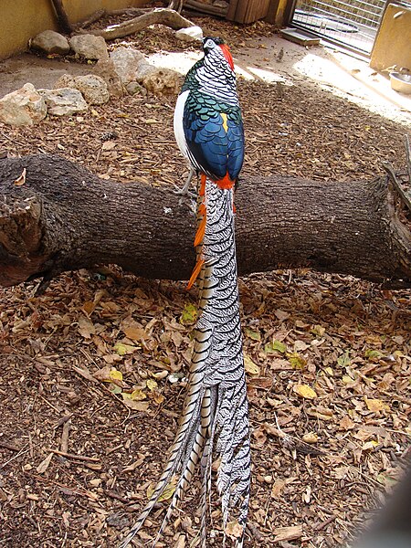 File:Chrysolophus amherstiae.001 - Zoo Aquarium de Madrid.JPG