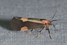 Cisthene packardii - Packard's Lichen Moth (14836168629) .jpg